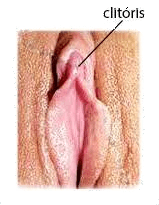 Huddle reccomend Clitoris foto