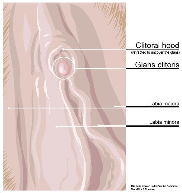 Cornflake reccomend Clitoris swelling when arroused