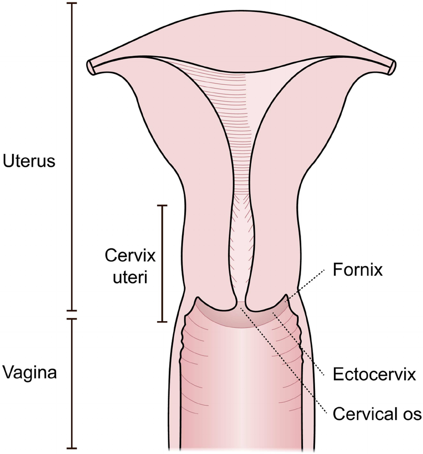 best of In vagina Cork