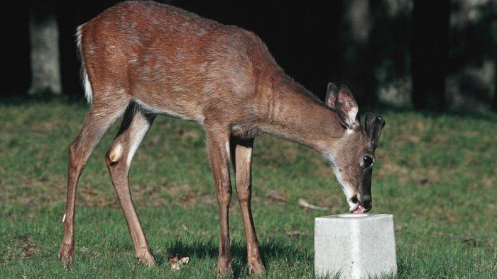 Deer lick mount
