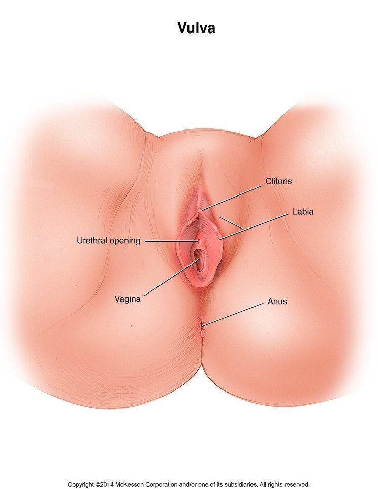 Vulva image