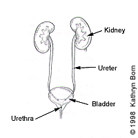 Penis came out of urethra hole