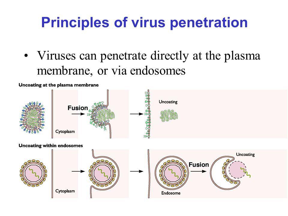 Penetration of virus