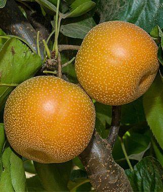 best of Horticulture Asian pear