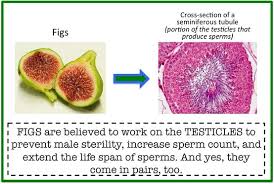 Daisy C. reccomend Figs and sperm