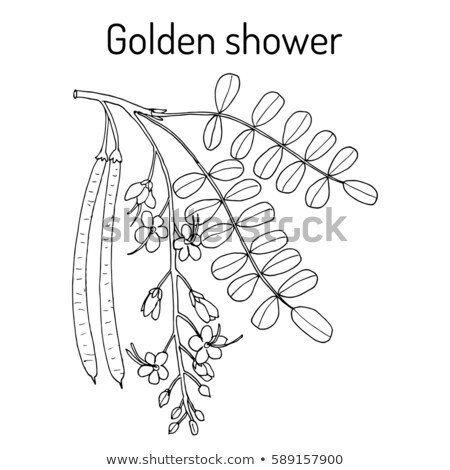 Flea F. reccomend Golden shower drawings