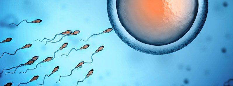 Old sperm vs new sperm