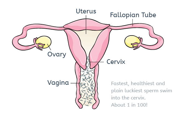 Path sperm take through the uterus