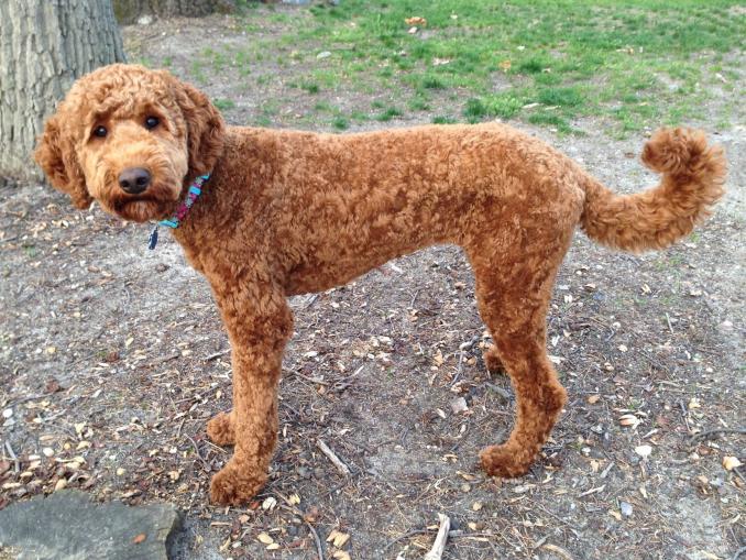 Leo reccomend Shaved labradoodle picture