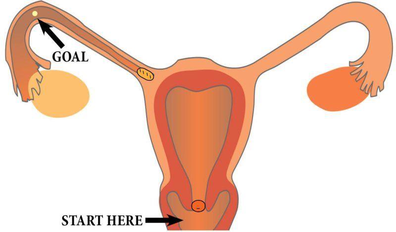 best of In vagina after Sperm