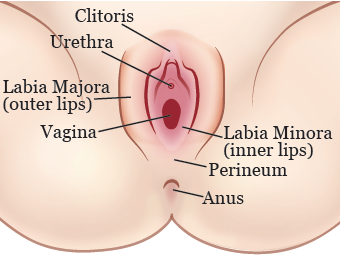 best of Image Vulva
